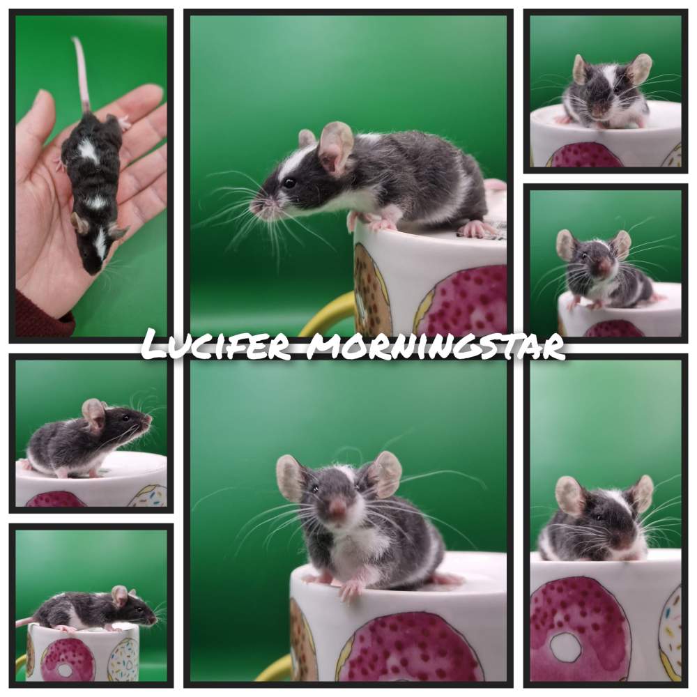 Fancy mouse Deceased Mus musculus 