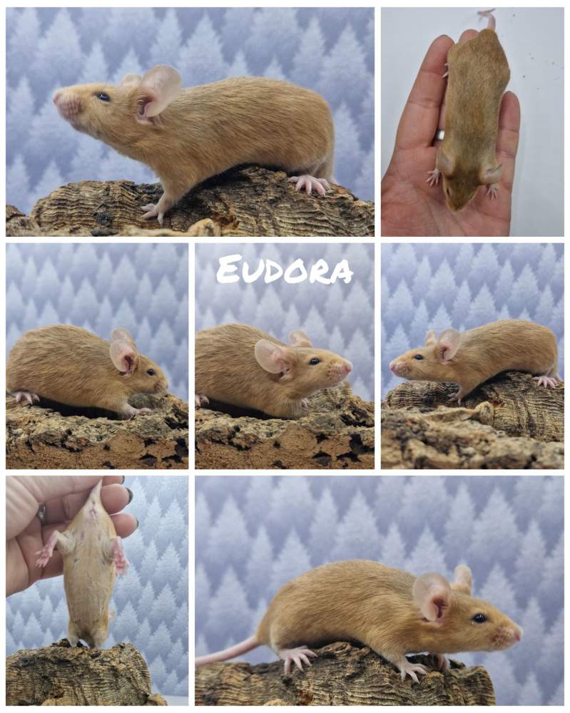 Fancy mouse Free Mus musculus 