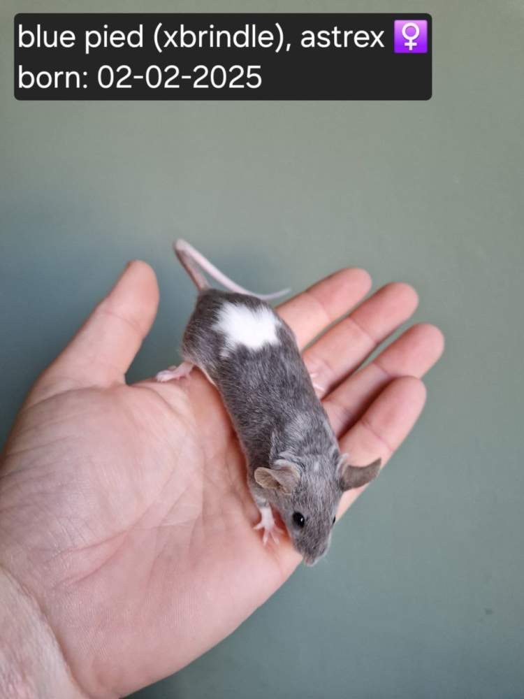 Fancy mouse Pet only Mus musculus 