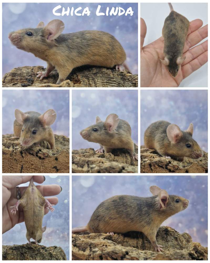 Fancy mouse Owned by other Mus musculus 