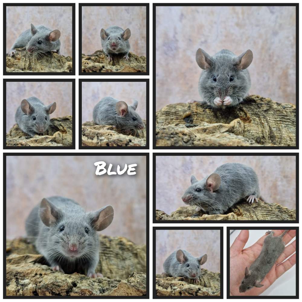 Fancy mouse Breeder Mus musculus 