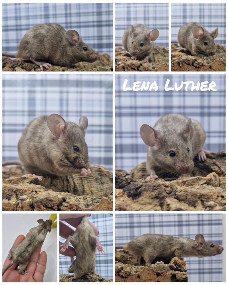Fancy mouse Breeder Mus musculus 