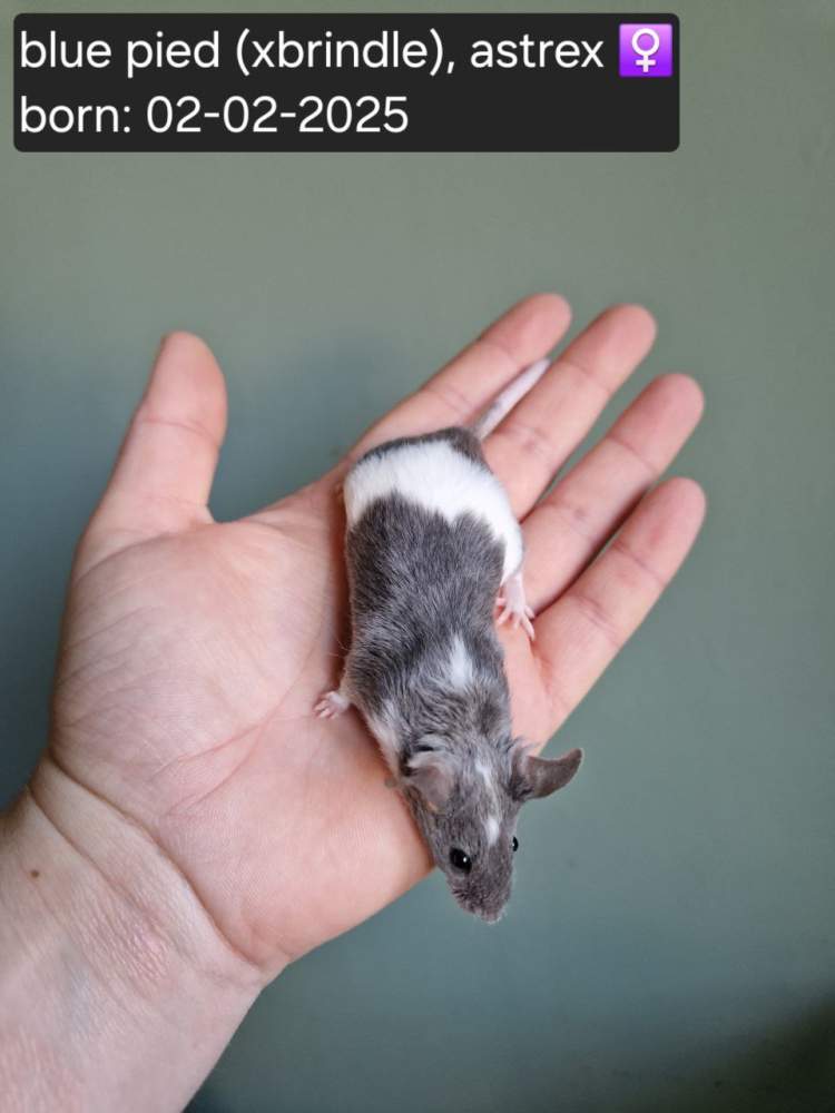 Fancy mouse Pet only Mus musculus 