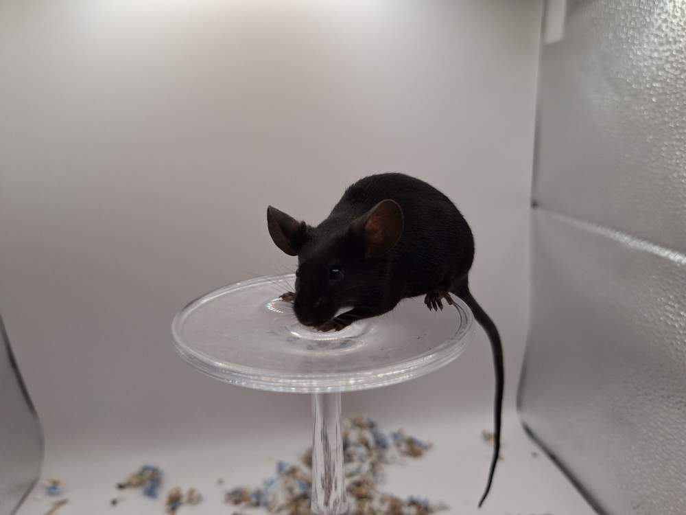 Fancy mouse Pet only Mus musculus 