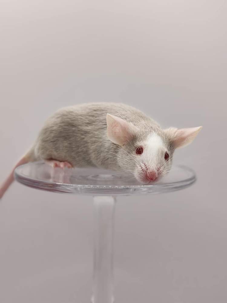 Fancy mouse Breeder Mus musculus 