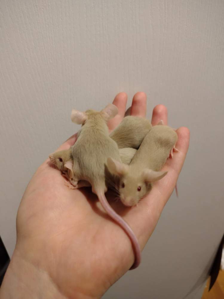 Fancy mouse Pet only Mus musculus 