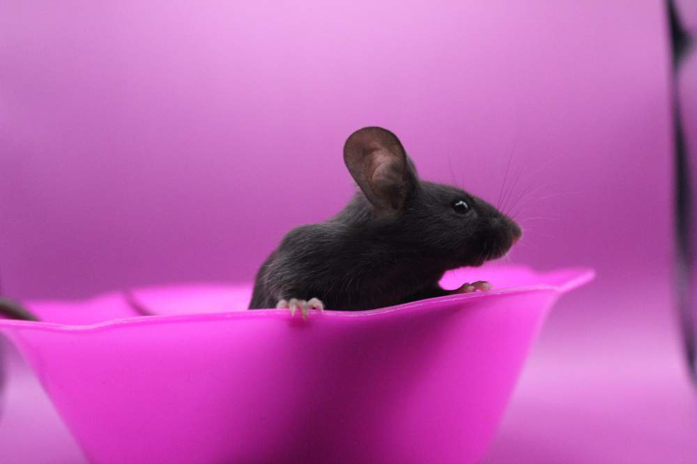 Fancy mouse Pet only Mus musculus 