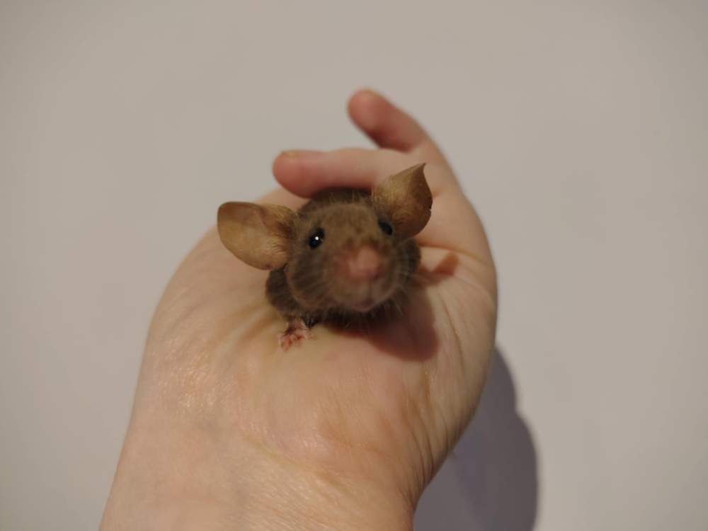 Fancy mouse Pet only Mus musculus 