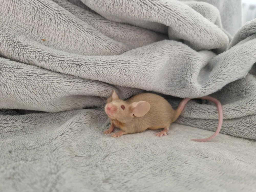 Fancy mouse Pet only Mus musculus 