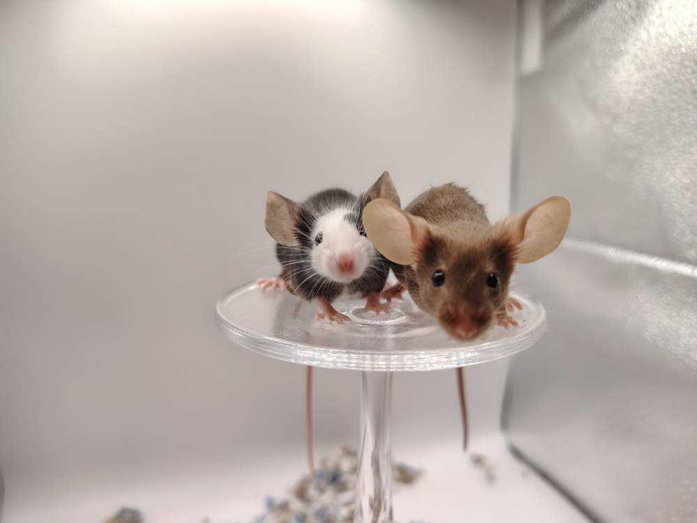 Fancy mouse Pet only Mus musculus 