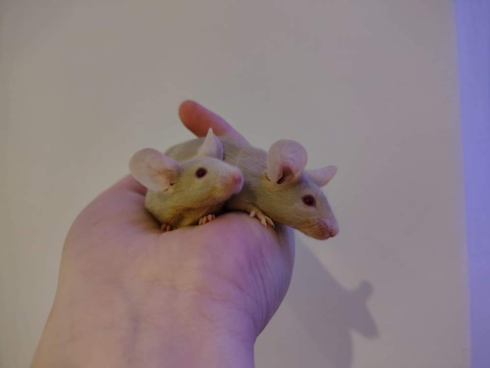 Fancy mouse Pet only Mus musculus 