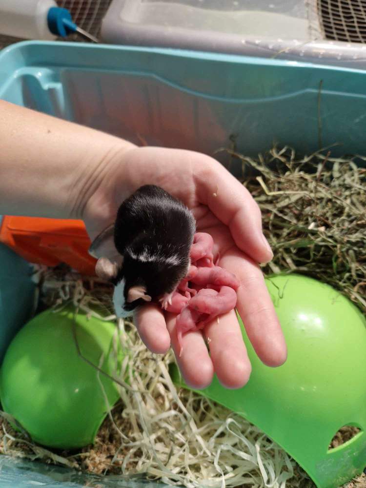 Fancy mouse Breeder Mus musculus 