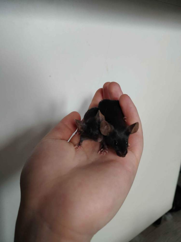 Fancy mouse Pet only Mus musculus 