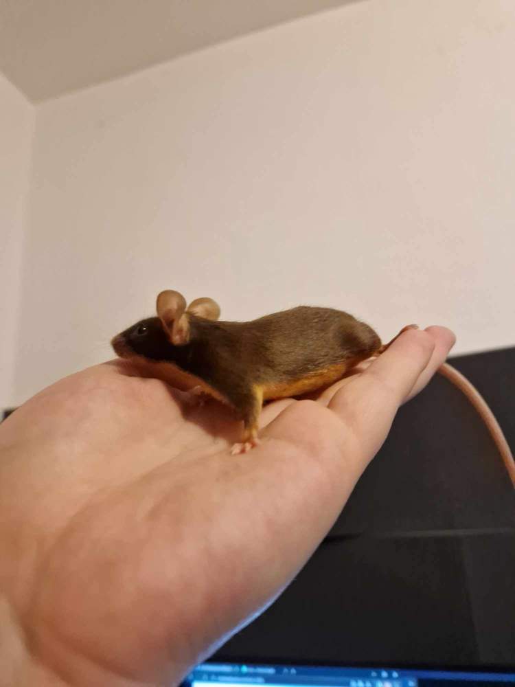 Fancy mouse Pet only Mus musculus 