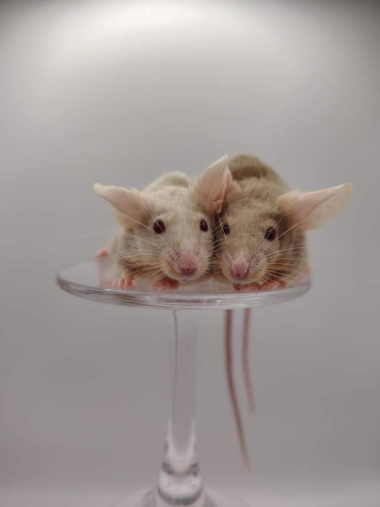 Fancy mouse Pet only Mus musculus 