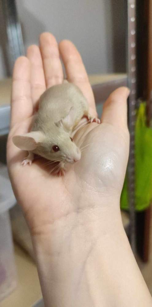 Fancy mouse Pet only Mus musculus 