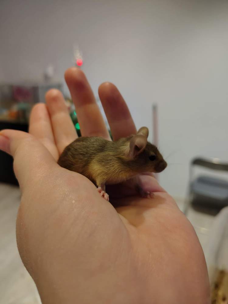 Fancy mouse Pet only Mus musculus 