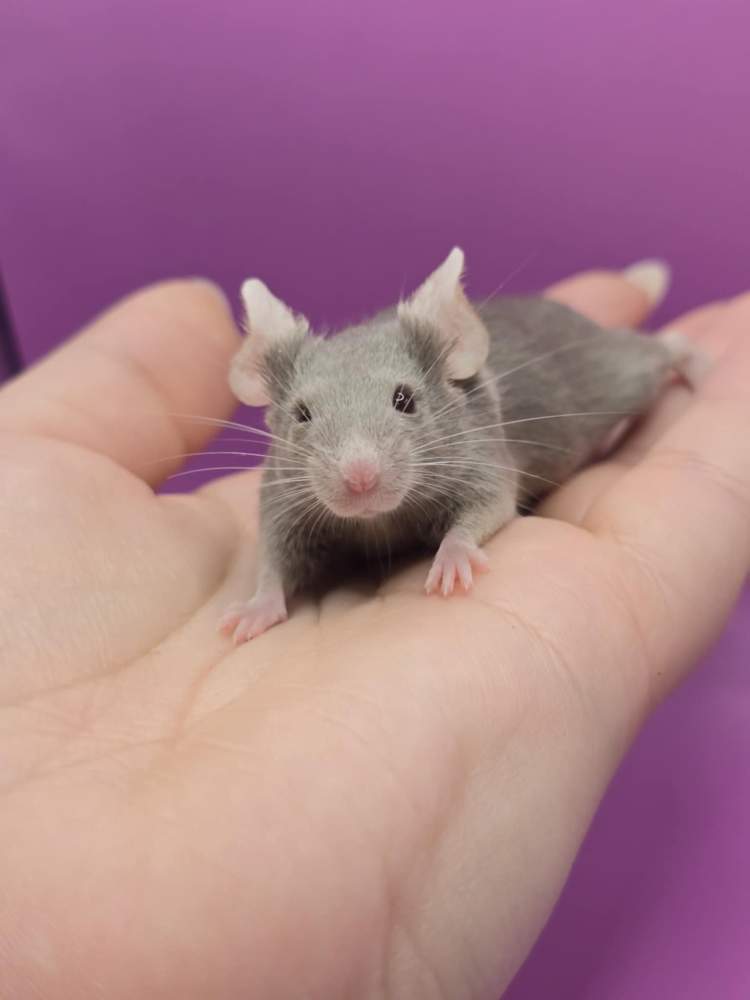 Fancy mouse Pet only Mus musculus 