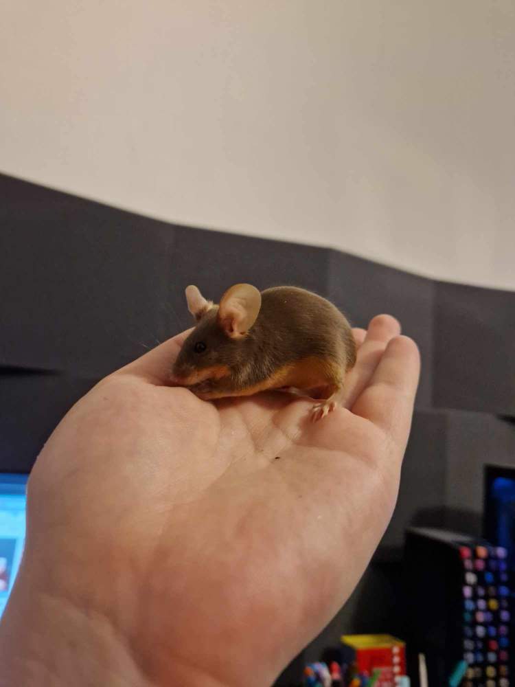 Fancy mouse Pet only Mus musculus 