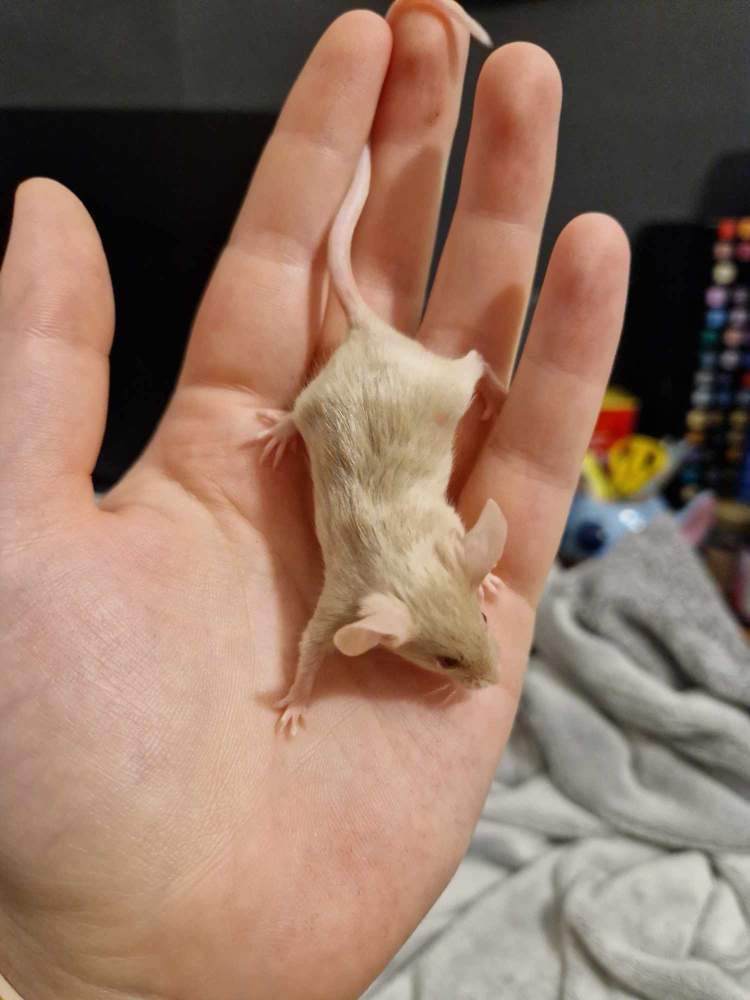 Fancy mouse Pet only Mus musculus 