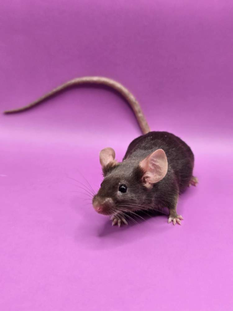 Fancy mouse Pet only Mus musculus 