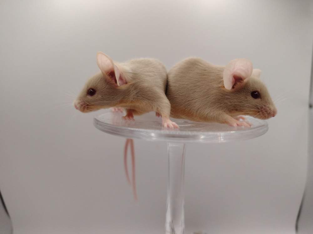 Fancy mouse Pet only Mus musculus 