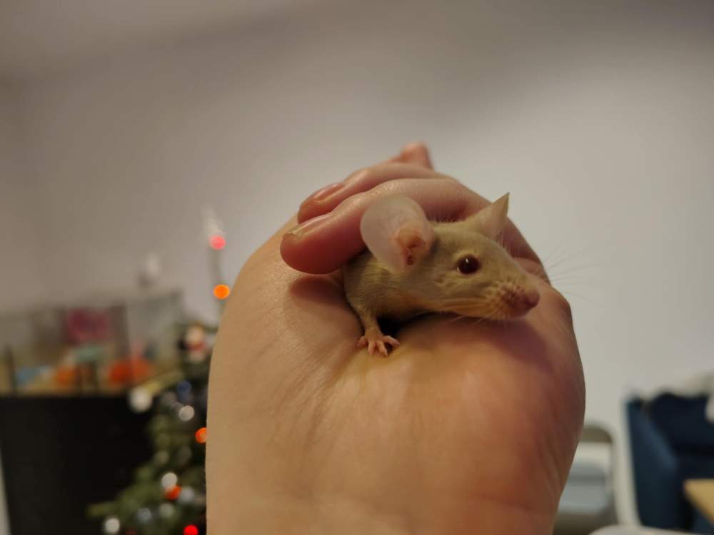 Fancy mouse Pet only Mus musculus 