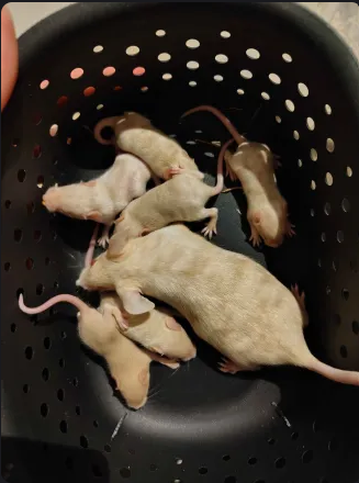 Fancy mouse Pet only Mus musculus 