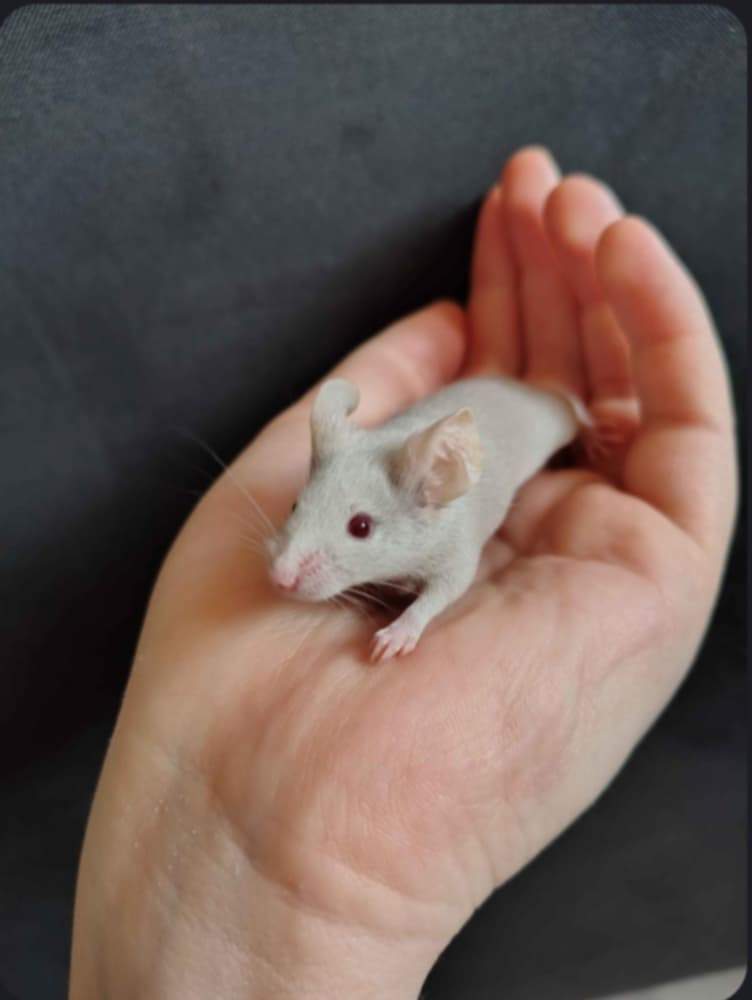 Fancy mouse Pet only Mus musculus 