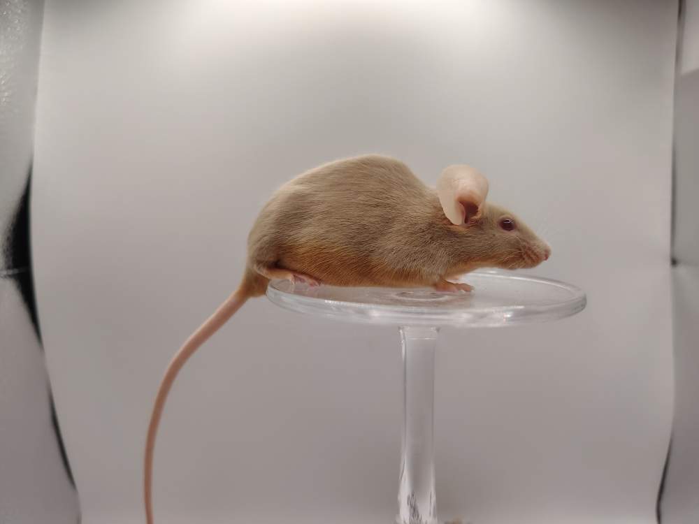 Fancy mouse Pet only Mus musculus 