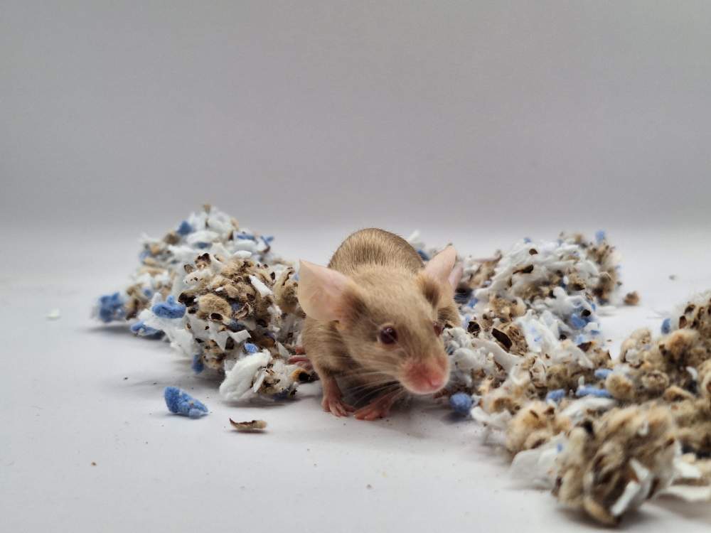 Fancy mouse Pet only Mus musculus 