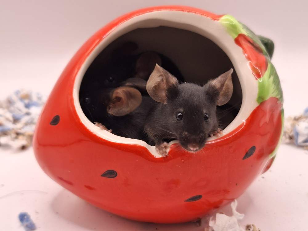Fancy mouse Pet only Mus musculus 