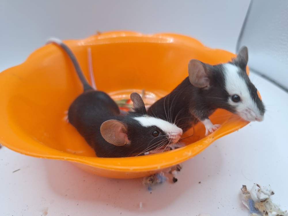 Fancy mouse Pet only Mus musculus 