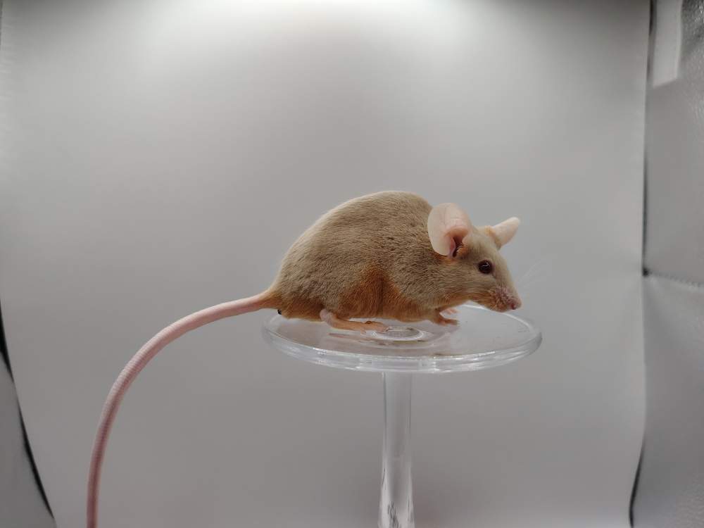Fancy mouse Pet only Mus musculus 