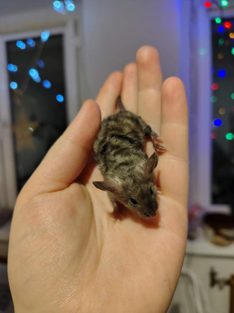 Fancy mouse Pet only Mus musculus 