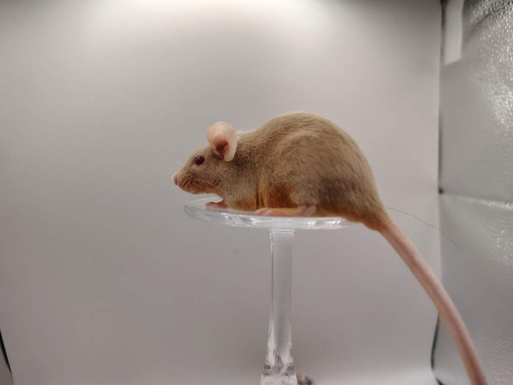 Fancy mouse Pet only Mus musculus 