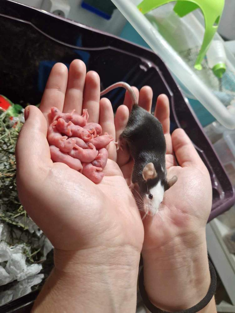 Fancy mouse Breeder Mus musculus 