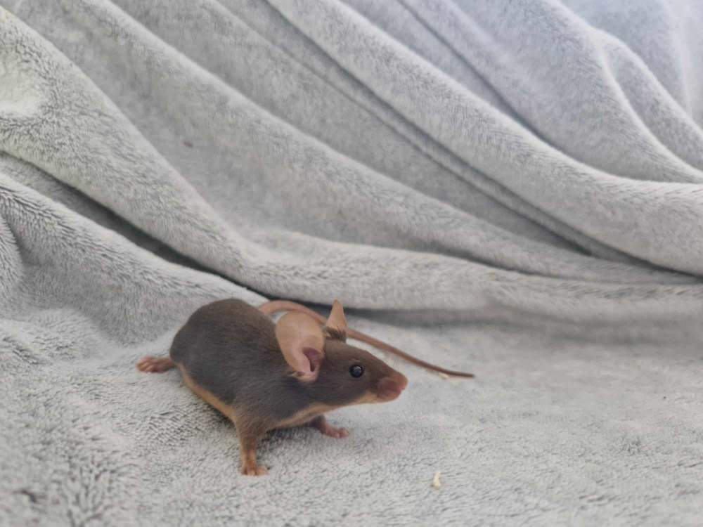 Fancy mouse Pet only Mus musculus 