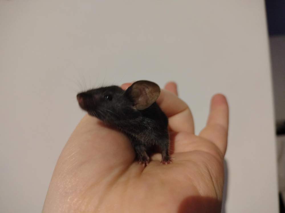 Fancy mouse Pet only Mus musculus 