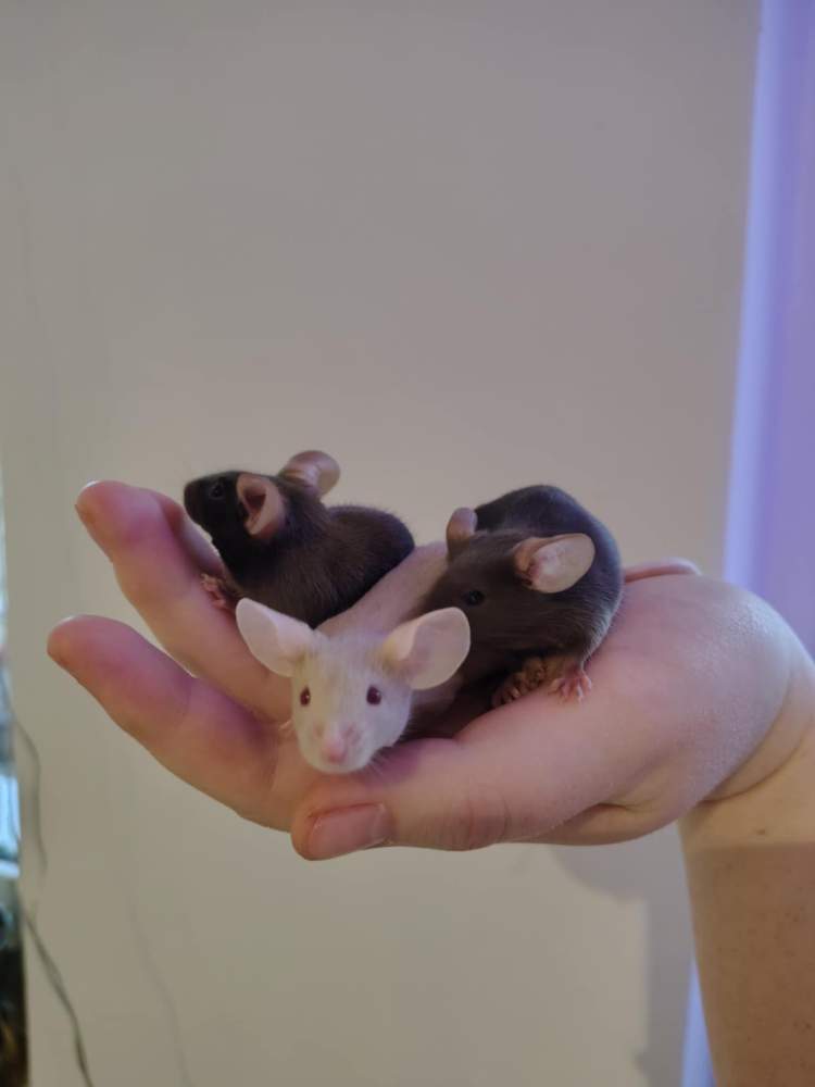 Fancy mouse Pet only Mus musculus 