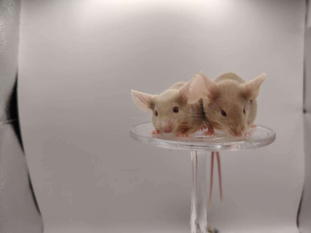 Fancy mouse Pet only Mus musculus 