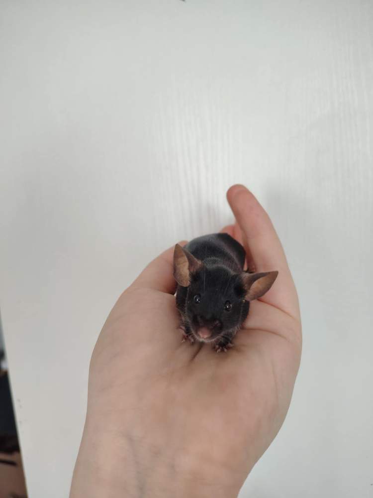 Fancy mouse Pet only Mus musculus 