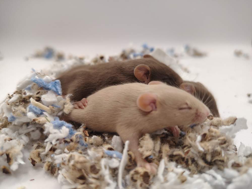 Fancy mouse Pet only Mus musculus 