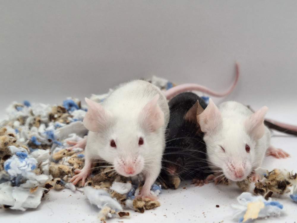 Fancy mouse Pet only Mus musculus 