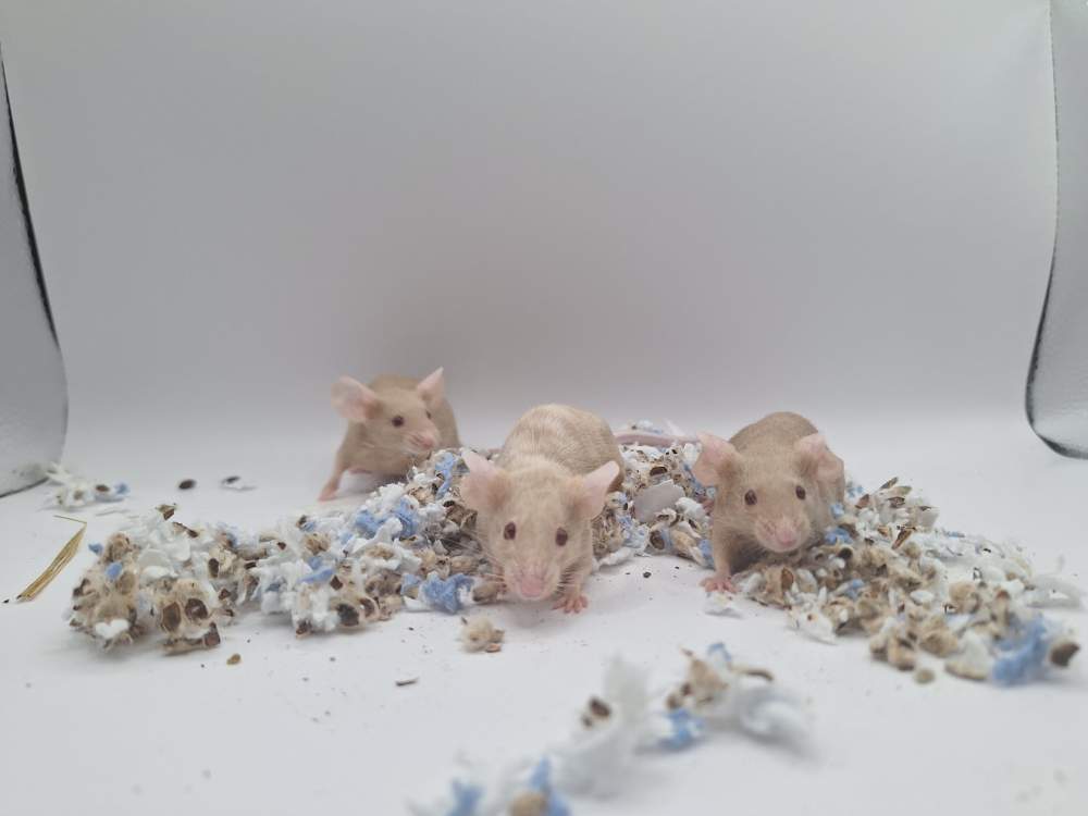 Fancy mouse Pet only Mus musculus 