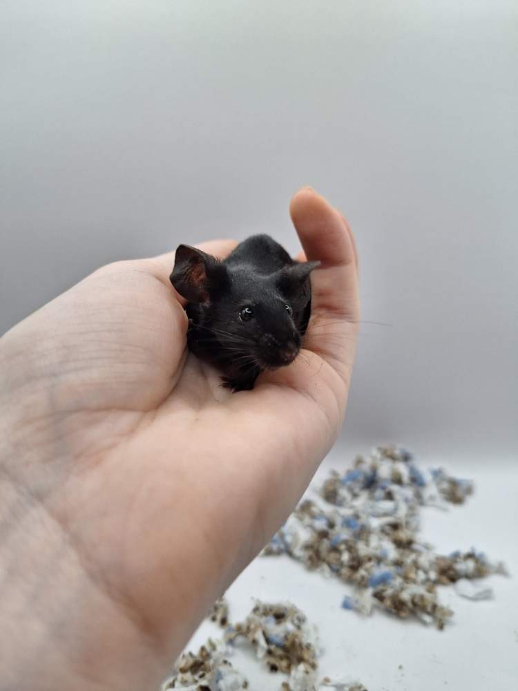 Fancy mouse Pet only Mus musculus 