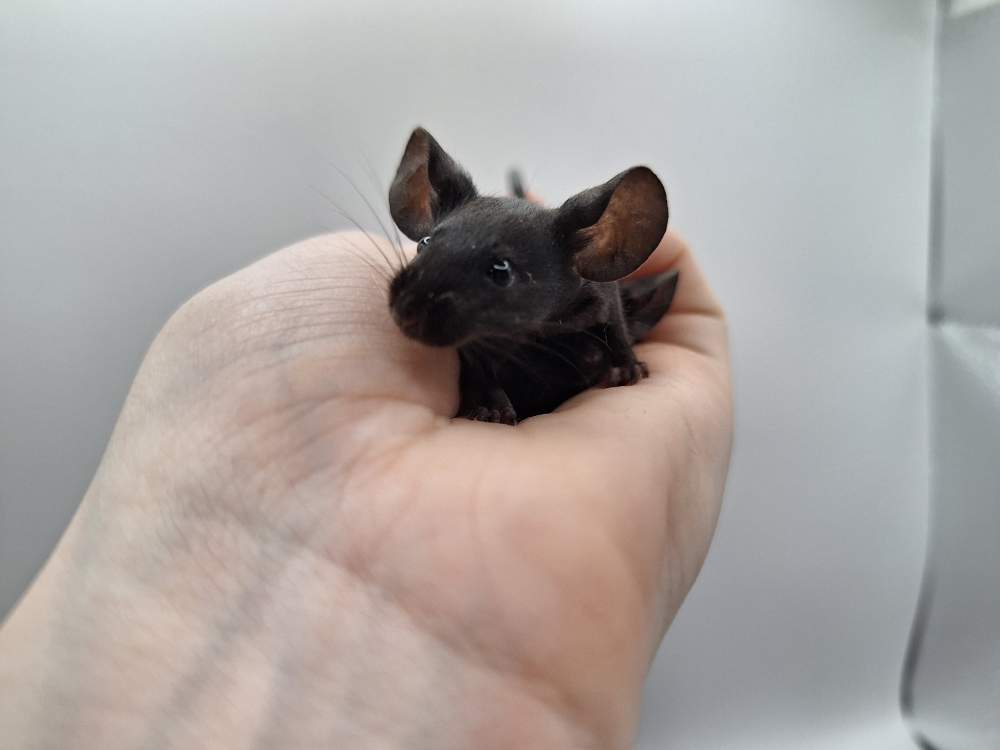 Fancy mouse Pet only Mus musculus 