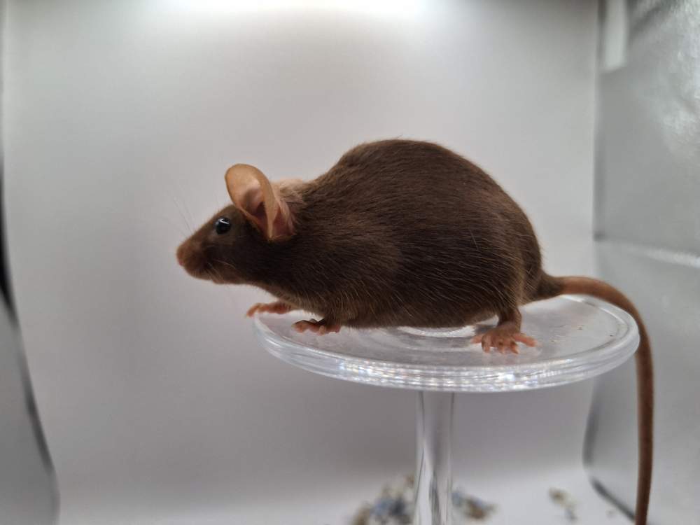 Fancy mouse Pet only Mus musculus 