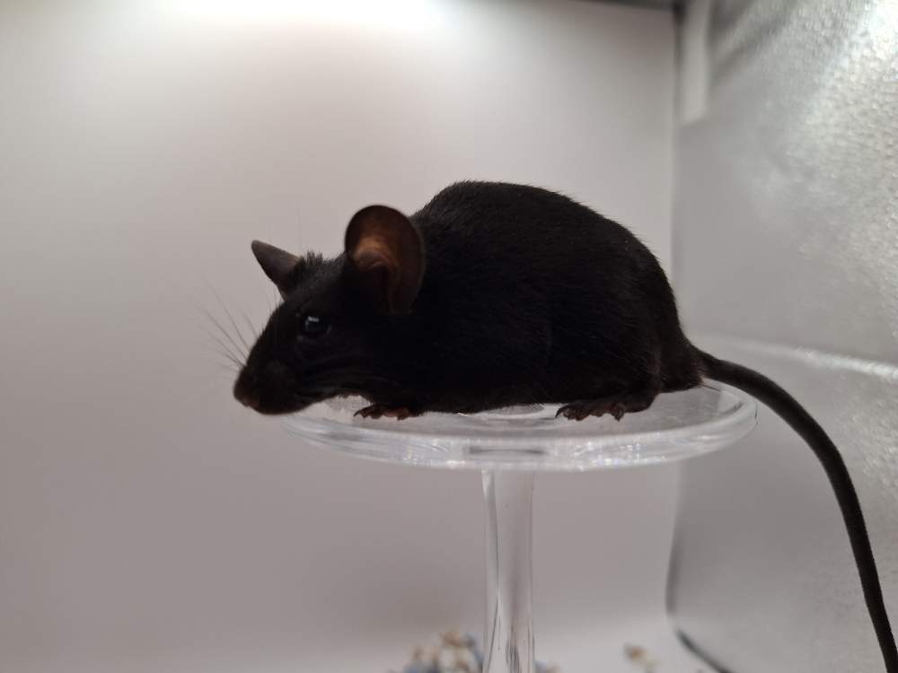 Fancy mouse Pet only Mus musculus 