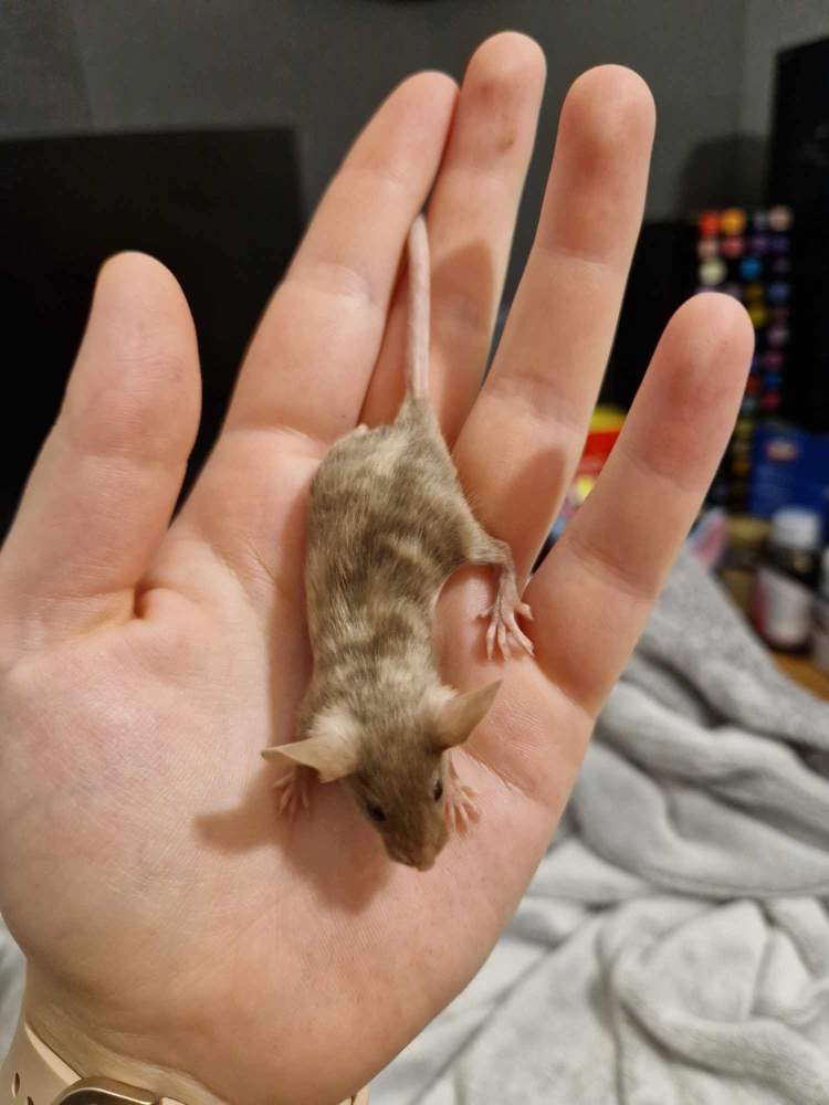 Fancy mouse Pet only Mus musculus 